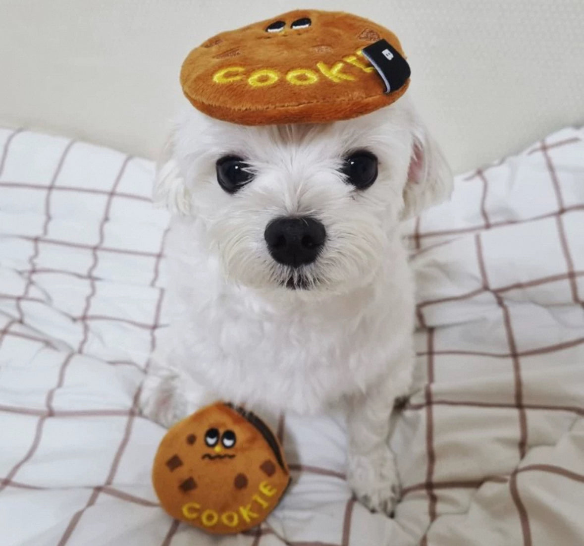 Biteme- Chocolate cookie