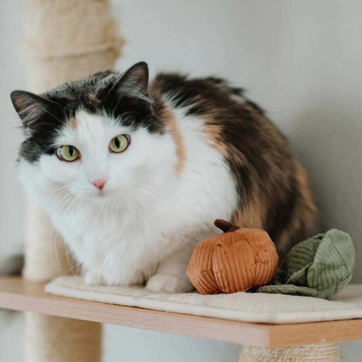Lambwolf-KITTY VEGGIE SET